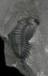 Bargain Greenops Trilobite - New York #42829-2